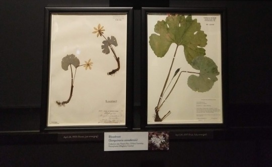 side by side comparison of plant specimens collected 100 years apart
