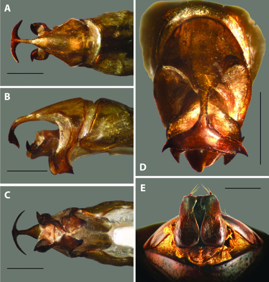 Phyllophaga delphinicauda, A-D, male genitalia (dorsal, lateral, ventral and posterior views, respectively). E, female genital plates.