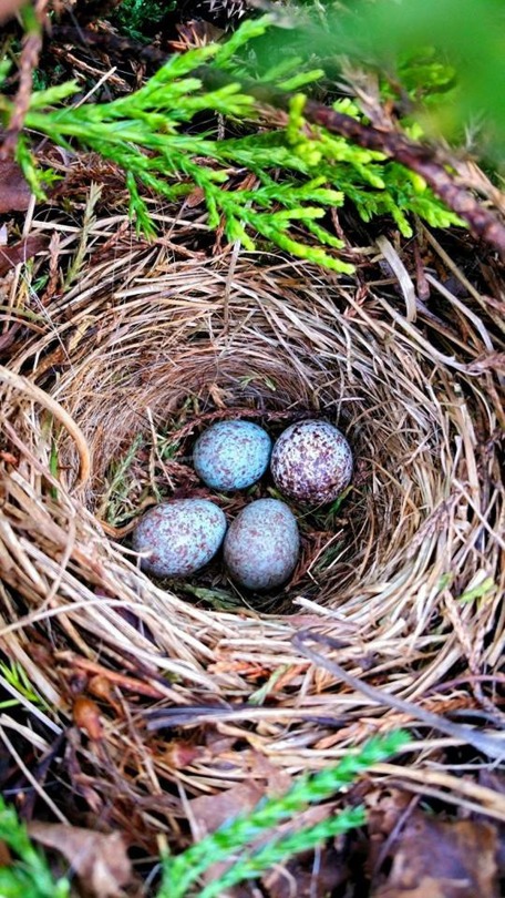 eggs in a nest