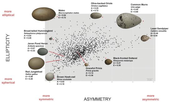 chart of egg shapes