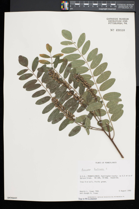 Amorpha fruticosa specimen 