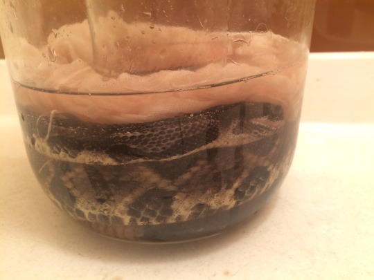 rattlesnake specimen