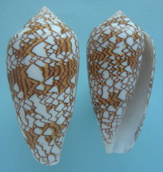 textile cone snails