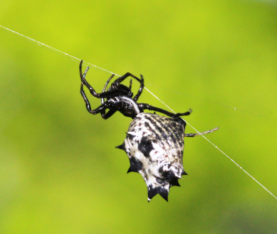 spider spinning silk