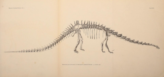 drawing of diplodocus carnegii fossil
