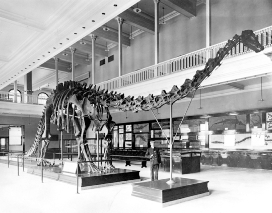 diplodocus carnegii fossil in Dinosaur Hall