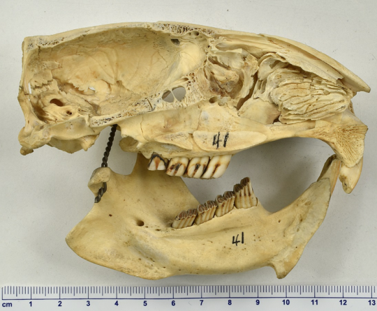 Sliced beaver skull