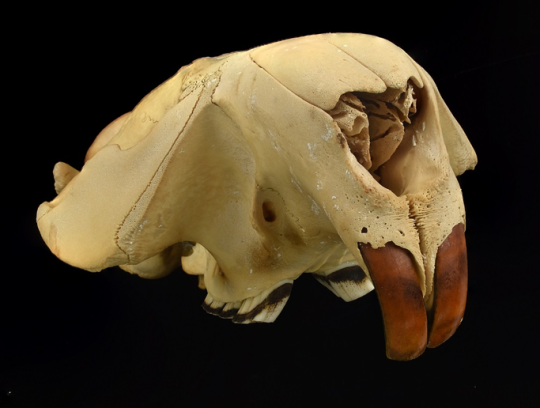 North American beaver skull