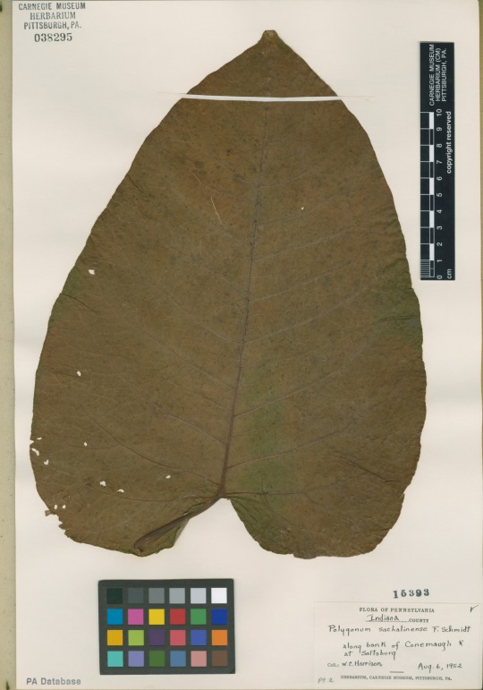 knotweed specimen