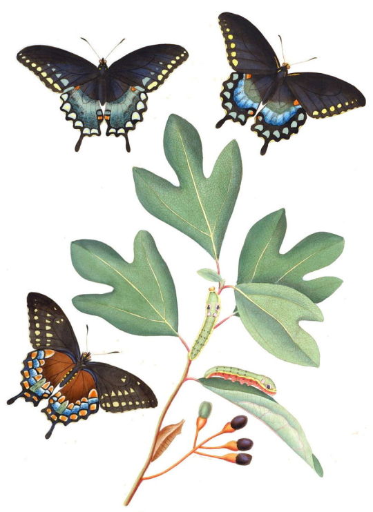 butterflies and sassafras