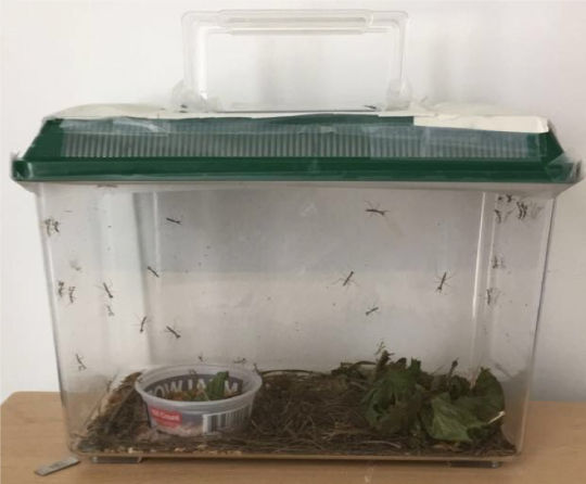 mantises in their enclosure