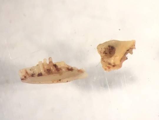 partial jawbone and bone fragment fossils