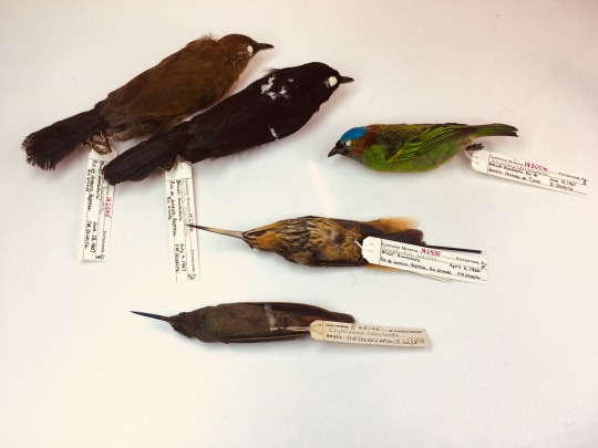 study skins of Brazilian birds