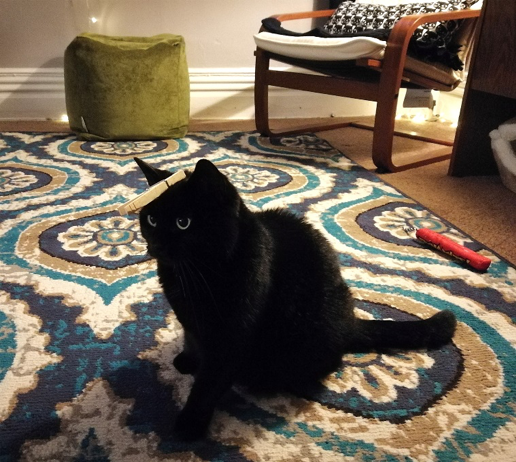 black cat with clothespin