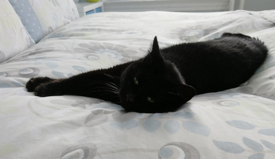 black cat on a blanket