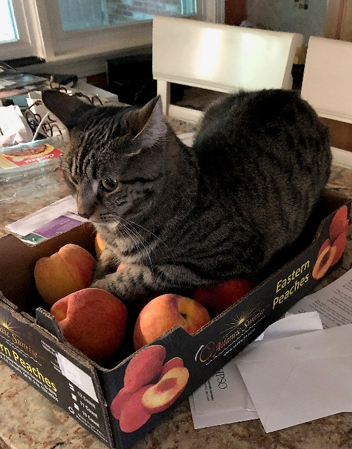 tabby cat in a box of peaches