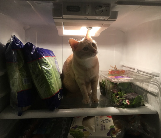 orange cat in the fridge