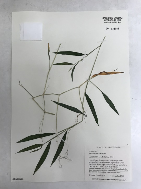 Japanese Stiltgrass specimen