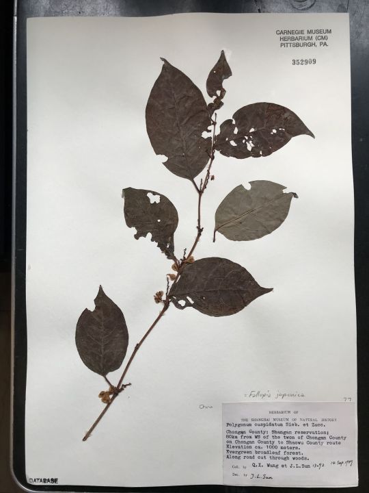 Japanese knotweed specimen