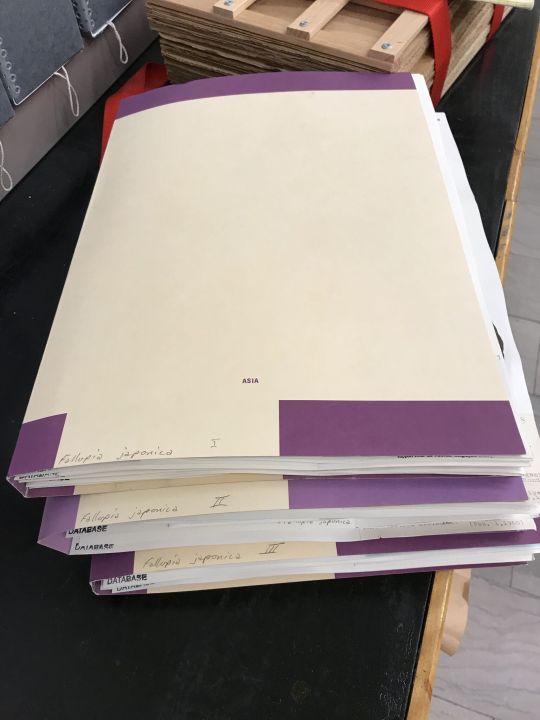 folders filled with Japanese knotweed specimens