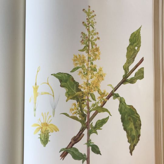 illustration of a wildflower