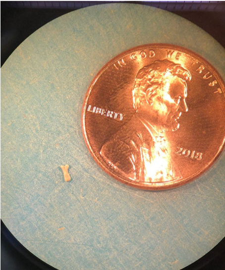 small fossil next to a penny for scale