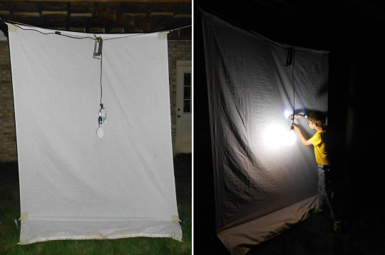 side-by-side photos of collecting insects outside on bedsheets