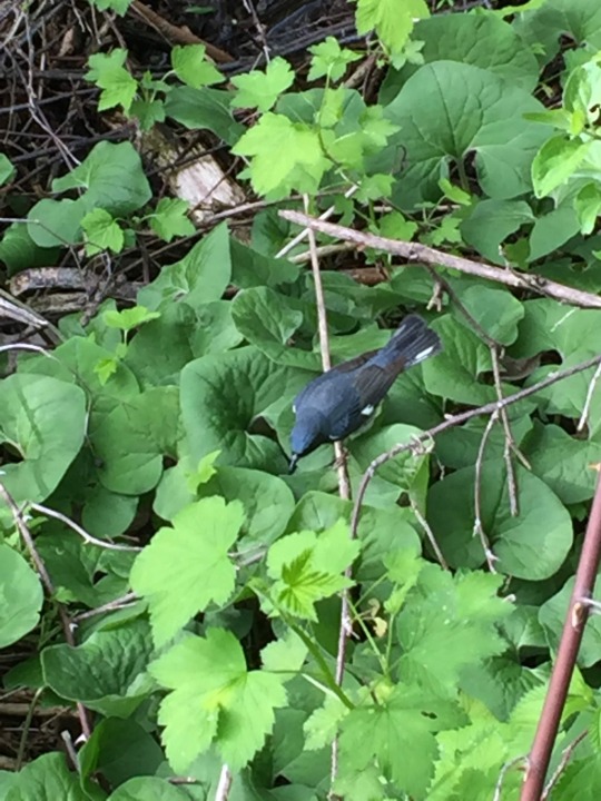 Black-throated Blue Warbler 