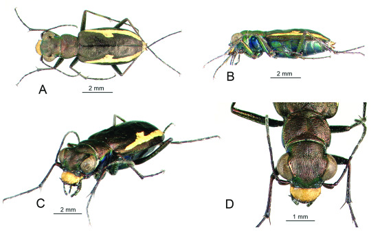 tiger beetle shown from four angles