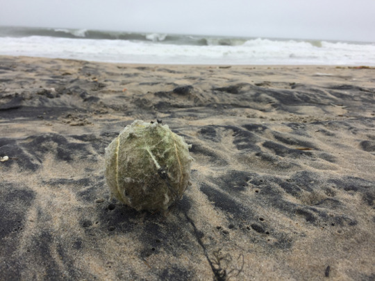 tennis ball on the beach