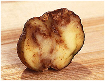 potato with blight