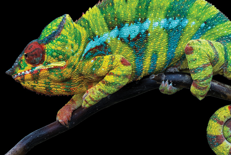colorful chameleon on a black background