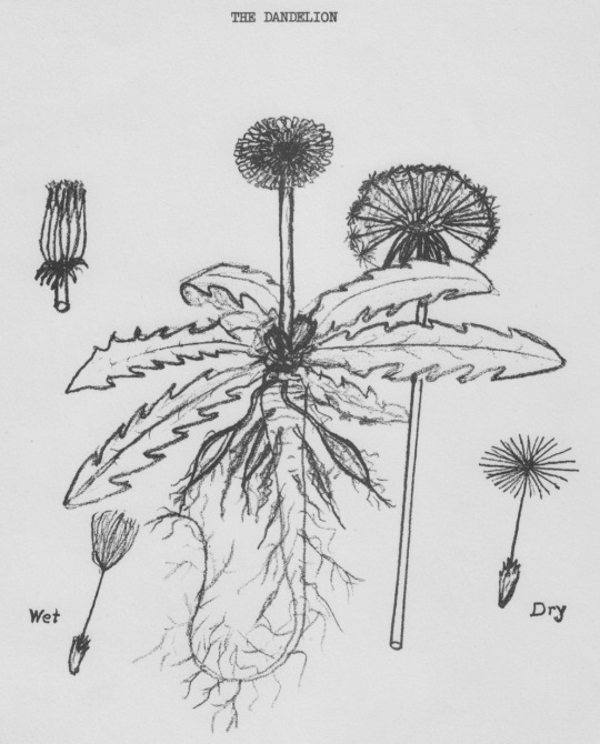Drawing of dandelion by Otto Jennings 