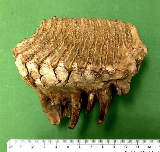 mammoth tooth from the side