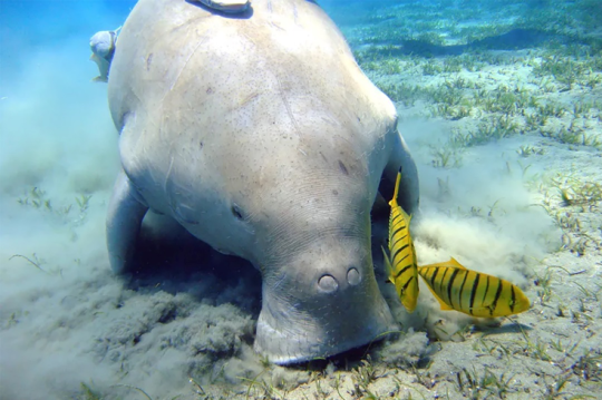 dugong swimming
