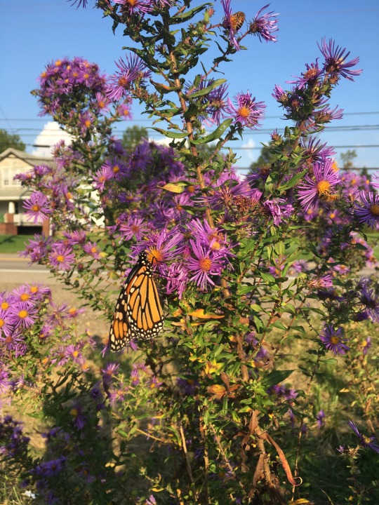 Monarch butterfly on New England Aster