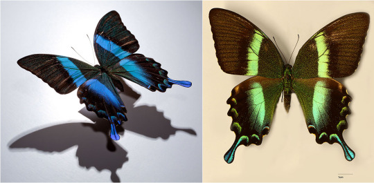 blue butterfly and green butterfly that are actually the same butterfly from different angles