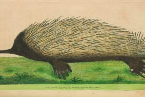E is for Echidna