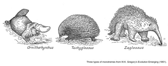 drawing of three different monotremes
