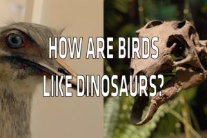 Ask a Scientist – How Are Birds Like Dinosaurs?