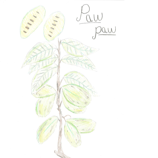 paw paw