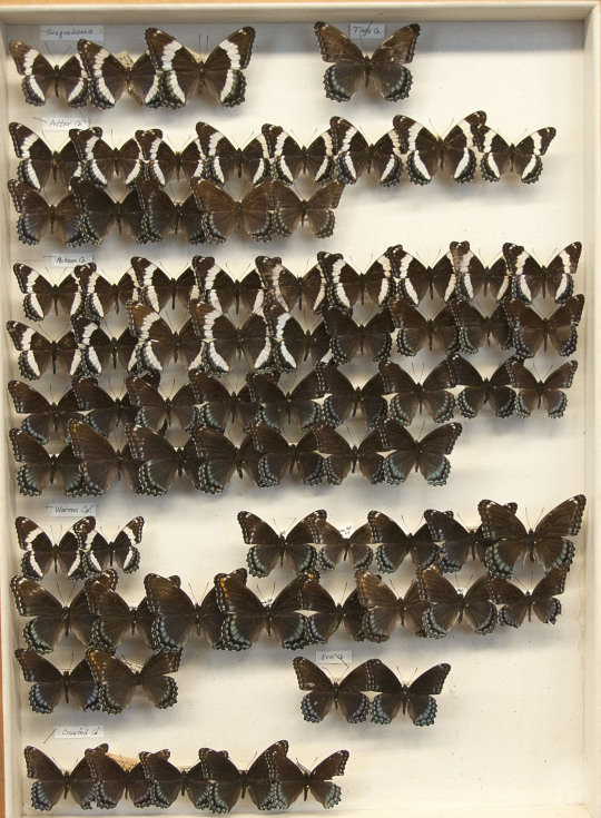 set of butterfly specimens