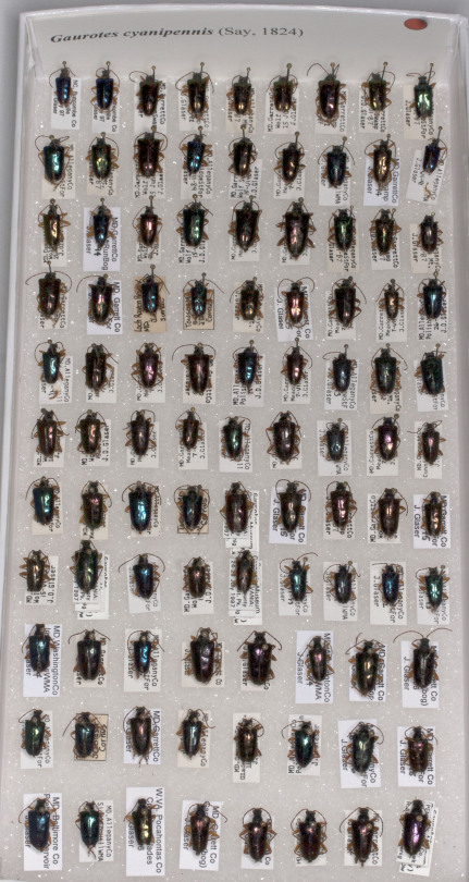 set of longhorned beetle specimens