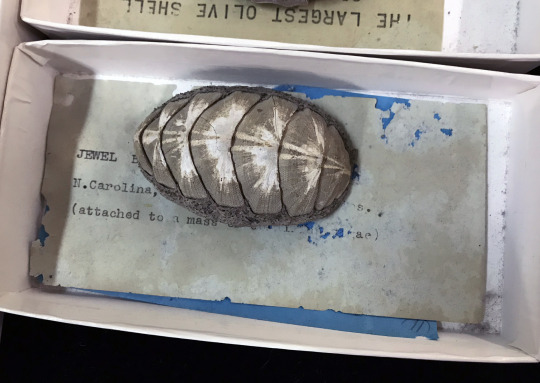specimen in a box with partially eaten label