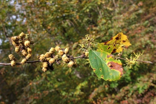 Witch hazel branch with fruits and flowers together