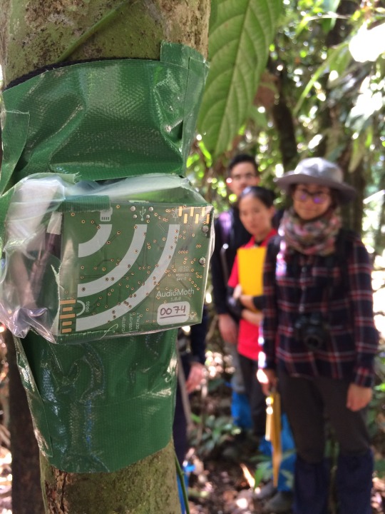 AudioMoth on a tree and students in the background