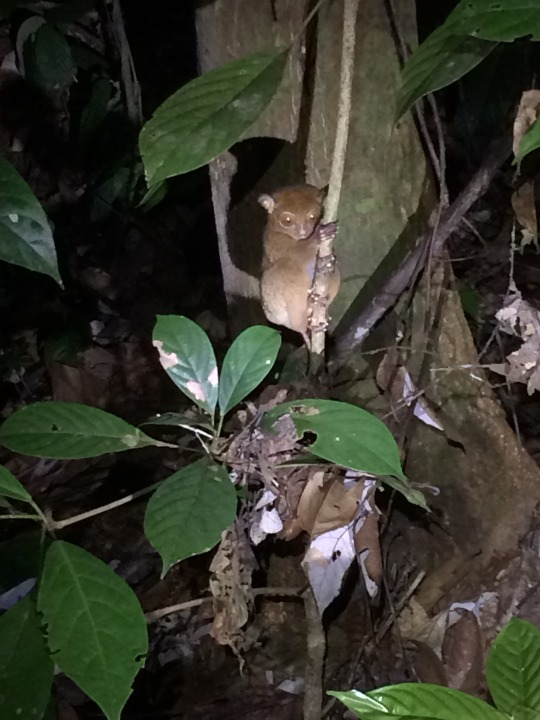 tarsier in a tree at night