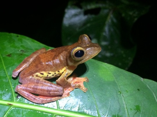 frog on a leaf at night