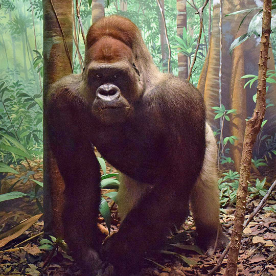 gorilla diorama