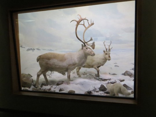 winter mammal diorama